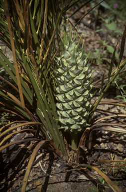 APII jpeg image of Macrozamia mountperriensis  © contact APII