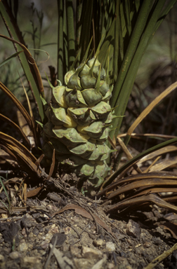 APII jpeg image of Macrozamia mountperriensis  © contact APII