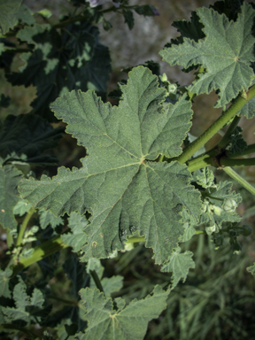 APII jpeg image of Malva preissiana  © contact APII