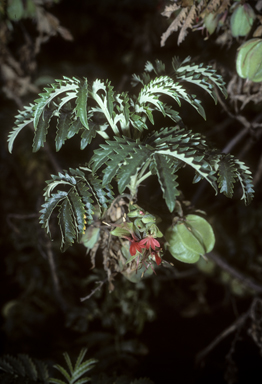 APII jpeg image of Melianthus comosus  © contact APII