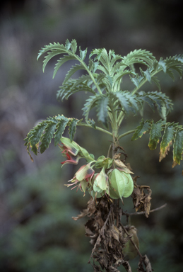 APII jpeg image of Melianthus comosus  © contact APII