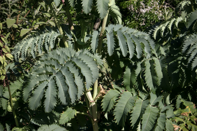 APII jpeg image of Melianthus major  © contact APII