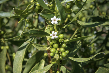 APII jpeg image of Myoporum montanum  © contact APII