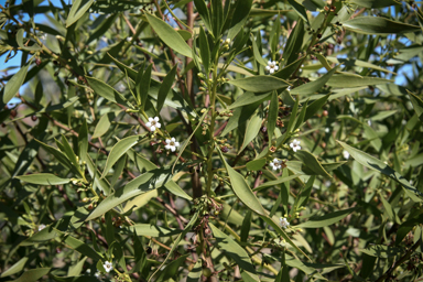 APII jpeg image of Myoporum montanum  © contact APII