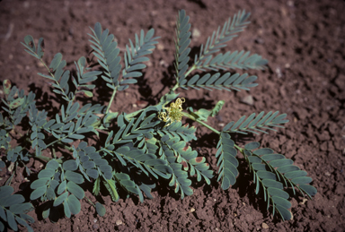 APII jpeg image of Neptunia amplexicaulis  © contact APII