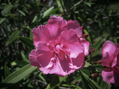 APII jpeg image of Nerium oleander  © contact APII