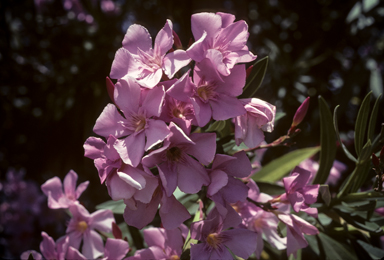 APII jpeg image of Nerium oleander  © contact APII