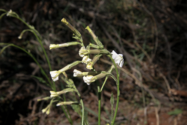 APII jpeg image of Nicotiana suaveolens  © contact APII