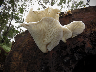 APII jpeg image of Omphalotus nidiformis  © contact APII