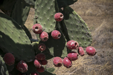 APII jpeg image of Opuntia tomentosa  © contact APII