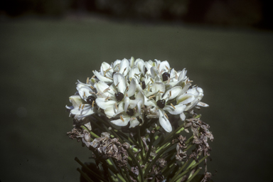 APII jpeg image of Ornithogalum  © contact APII