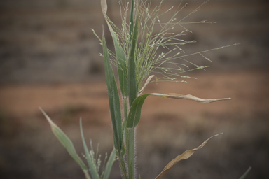 APII jpeg image of Panicum effusum  © contact APII