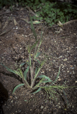 APII jpeg image of Panicum effusum var. effusum  © contact APII