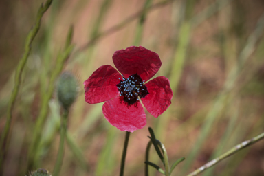 APII jpeg image of Papaver hybridum  © contact APII