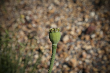 APII jpeg image of Papaver somniferum  © contact APII