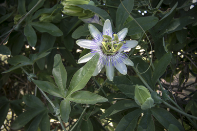 APII jpeg image of Passiflora caerulea  © contact APII