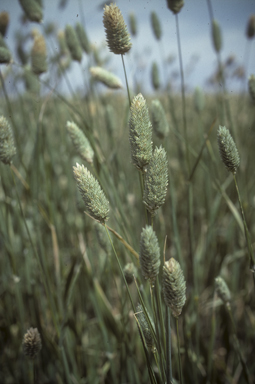 APII jpeg image of Phalaris canariensis  © contact APII