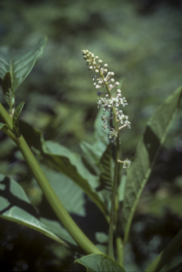 APII jpeg image of Phytolacca octandra  © contact APII