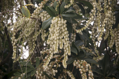 APII jpeg image of Pieris formosa forestii  © contact APII