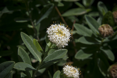 APII jpeg image of Pimelea ligustrina  © contact APII