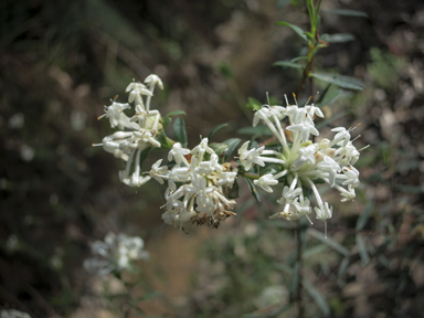 APII jpeg image of Pimelea linifolia  © contact APII