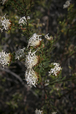 APII jpeg image of Pimelea linifolia subsp. linifolia  © contact APII