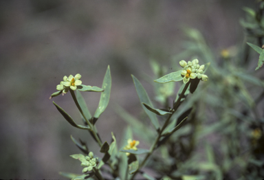 APII jpeg image of Pimelea neoanglica  © contact APII