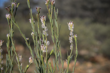 APII jpeg image of Pimelea simplex subsp. simplex  © contact APII