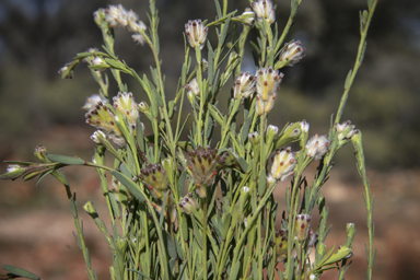 APII jpeg image of Pimelea simplex subsp. simplex  © contact APII