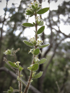 APII jpeg image of Pimelea venosa  © contact APII