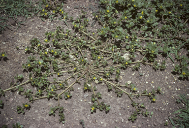 APII jpeg image of Portulaca oleracea  © contact APII