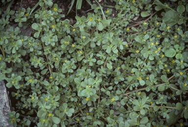 APII jpeg image of Portulaca oleracea  © contact APII