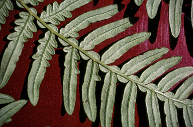 APII jpeg image of Pteridium esculentum  © contact APII