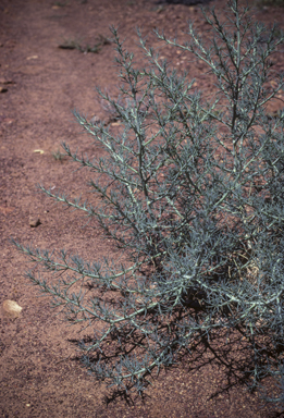 APII jpeg image of Salsola australis  © contact APII