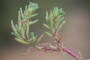 APII jpeg image of Sclerolaena calcarata  © contact APII