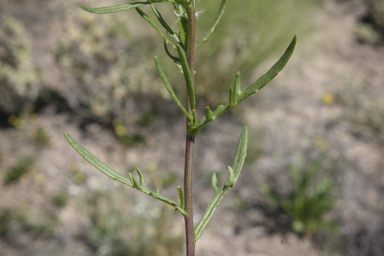 APII jpeg image of Senecio pinnatifolius  © contact APII