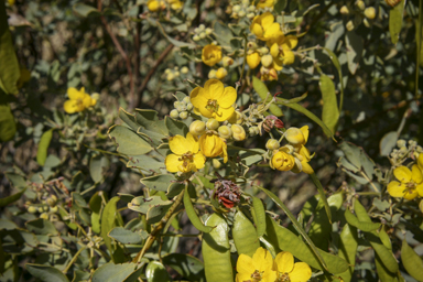 APII jpeg image of Senna artemisioides subsp. helmsii  © contact APII