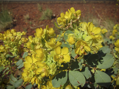 APII jpeg image of Senna artemisioides subsp. oligophylla  © contact APII