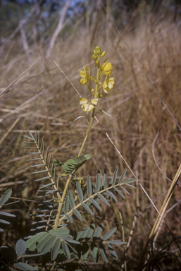 APII jpeg image of Senna notabilis  © contact APII