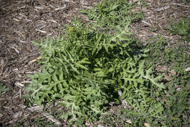 APII jpeg image of Sisymbrium irio  © contact APII