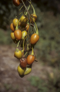 APII jpeg image of Solanum aviculare  © contact APII