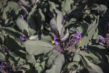 APII jpeg image of Solanum ellipticum  © contact APII