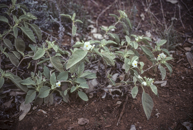 APII jpeg image of Solanum ellipticum  © contact APII