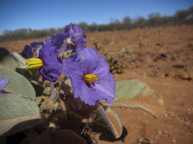 APII jpeg image of Solanum ellipticum  © contact APII