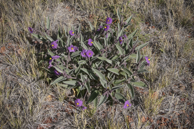 APII jpeg image of Solanum ellipticum  © contact APII