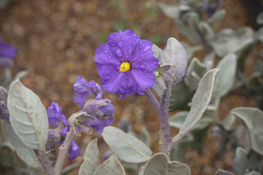 APII jpeg image of Solanum lasiophyllum  © contact APII