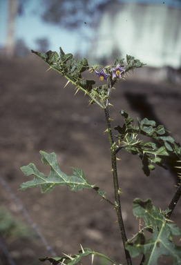 APII jpeg image of Solanum linnaeanum  © contact APII