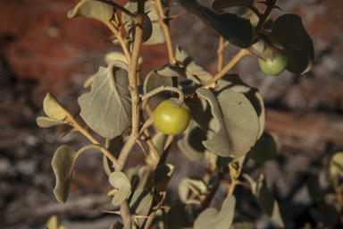 APII jpeg image of Solanum orbiculatum  © contact APII