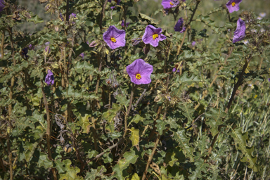 APII jpeg image of Solanum petrophilum  © contact APII