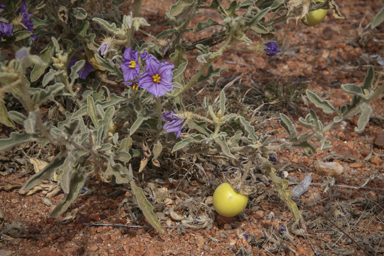 APII jpeg image of Solanum succosum  © contact APII